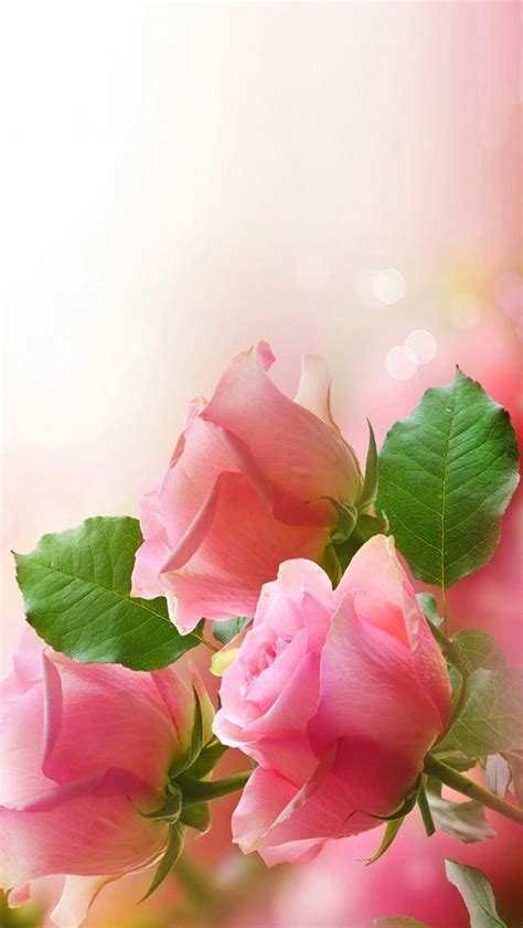 Free Pink Roses Flowers computer desktop wallpaper | Flowers, Pink roses, Love rose flower