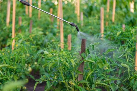 Tomato Hornworm Management: Overview, Control, Prevent Five-spotted Hawk Moth