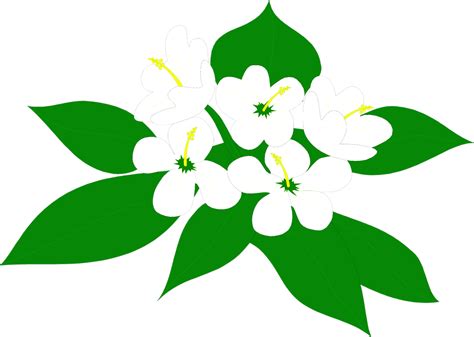 Download Sampaguita Flower Clipart Png Transparent Png (#3379385 ...