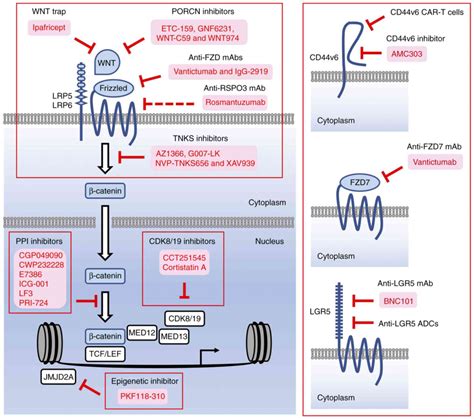 Multi‑layered prevention and treatment of chronic inflammation, organ fibrosis and cancer ...