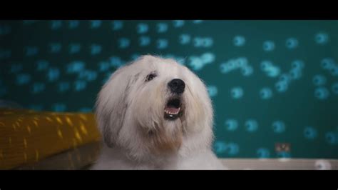 Dulux dog celebrates 60th anniversary as the brand jumps on decorating boom