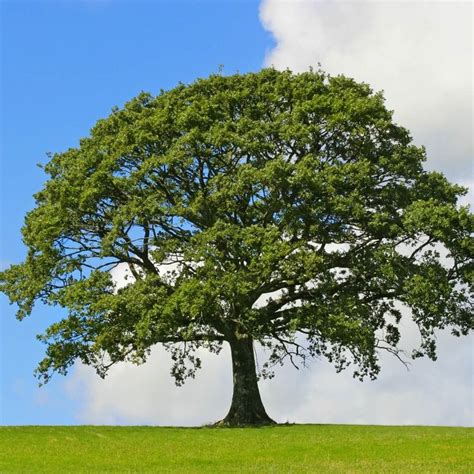 White Oak Deer Food, White Oak Tree, Ash Tree, Living Memory, Green To Blue, Shade Trees, Aging ...