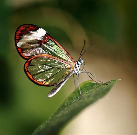 Glasswing Butterfly Photograph by Grant Glendinning