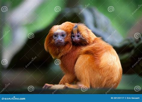 Golden Lion Tamarin with Baby Stock Image - Image of animals, mammal: 20125117