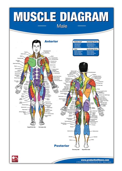 [DIAGRAM] Leg Muscles Diagram - MYDIAGRAM.ONLINE