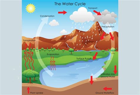 Water Cycle Explanation for Kids - Process and Facts