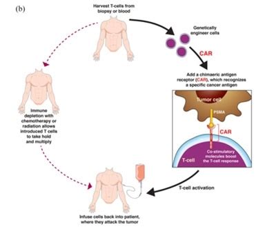 Recent advances in PSMA-targeted therapy for prostate cancer