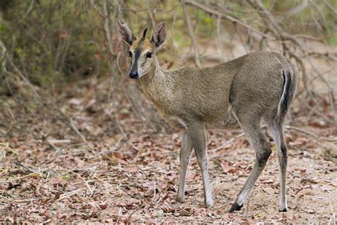 Common Duiker - Welcome To Zambia