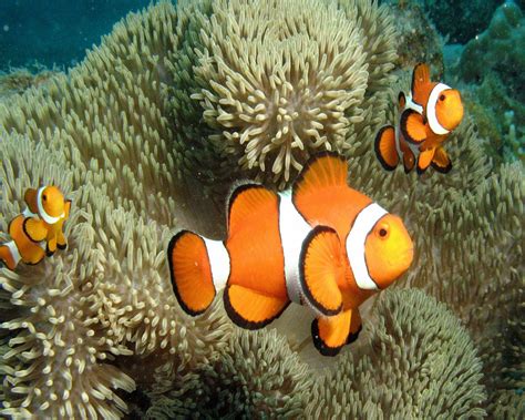 Clown Fish | Animals Library