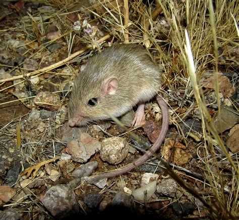 Tiny desert rodents – Pima Master Naturalists