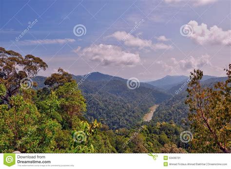 Pahang National Park, Malaysia. Stock Image - Image of rain, forest ...