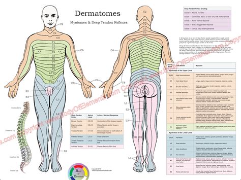 Printable Dermatome Chart - Printable Word Searches