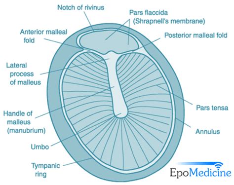 Applied Anatomy of Tympanic Membrane | Epomedicine