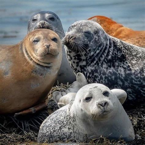 Group photo! : seals