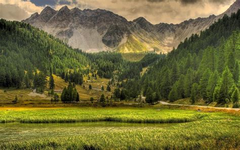 Green grass field near mountain surrounded by tall trees HD wallpaper | Wallpaper Flare