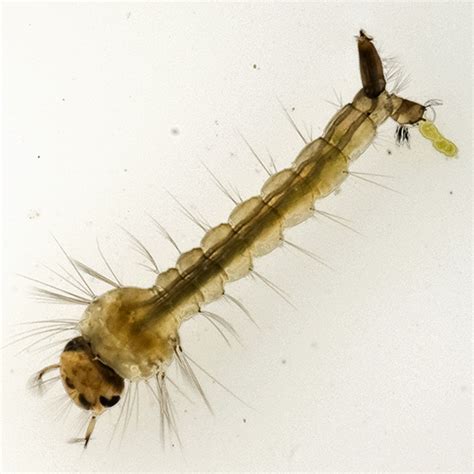 Mosquito larvae - BugGuide.Net