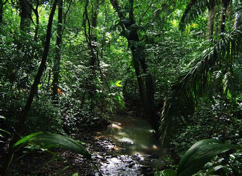 Amazon Rainforest : Images - History - Biodiversity