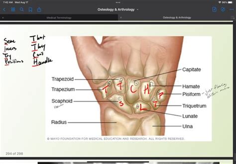 Upper Extremity Flashcards | Quizlet