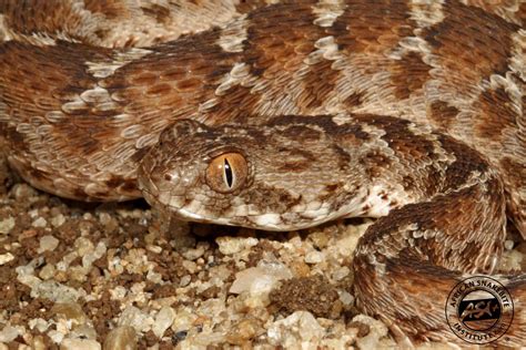 Egyptian Carpet Viper - African Snakebite Institute