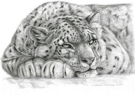 Snow Leopard Drawing by Svetlana Ledneva-Schukina - Pixels