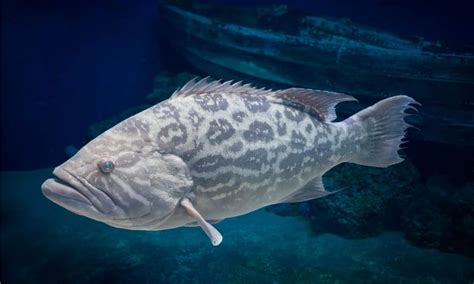 Grouper Animal Facts | Epinephelinae - AZ Animals