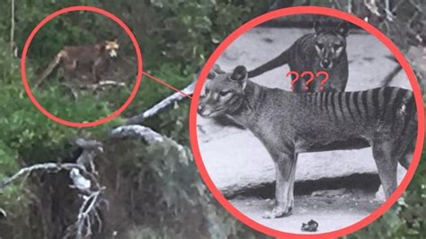 Bellarine Tasmanian tiger sighting theory over Bellarine beast photo | Geelong Advertiser