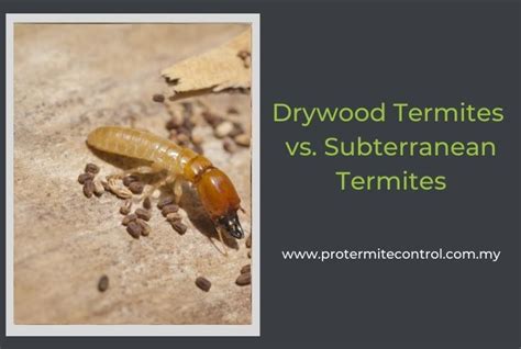 Subterranean Termites Vs Drywood Termites