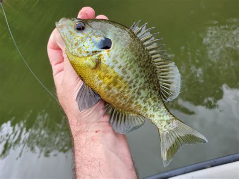 May is a Great Time for Redear Sunfish - Kentucky Department of Fish & Wildlife