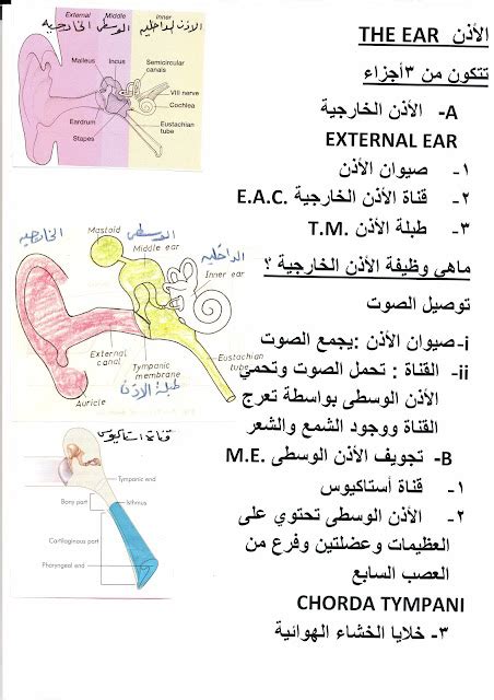 المدونة الطبية د.فهيد سالم السبيعي: الاذن -- ماهي وظيفة الاذن الوسطى ؟ The Ear -- Functions of ...