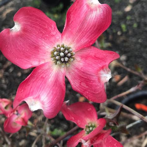 Cornus florida rubra - Pink Flowering Dogwood - Blerick Tree Farm