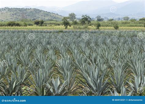 Agave plantation stock image. Image of agriculture, landscape - 60413221