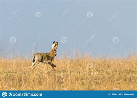 European Brown Hare Lepus Europeaus Running in Field Spring Time Stock ...