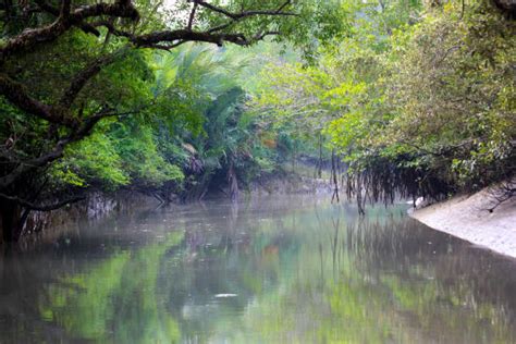 560+ Sundarbans National Park Stock Photos, Pictures & Royalty-Free ...