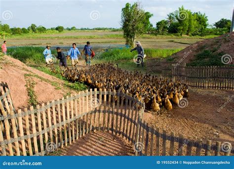 Duck farm editorial stock image. Image of bird, duck - 19552434