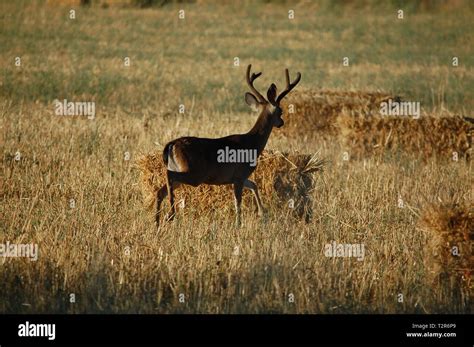 Blacktail deer antlers hi-res stock photography and images - Alamy