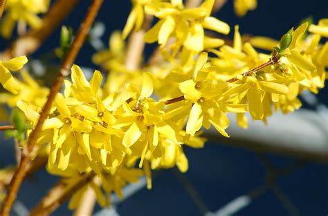 How to Force Forsythia Flowers Indoors