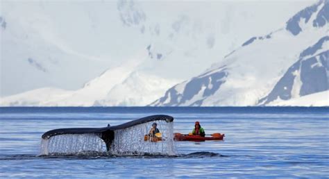 Antarctica Travel Guide - Travel Information by Experts | Enchanting Travels