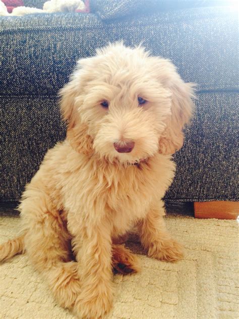 Puppy F1B | Puppies, Goldendoodle, Roscoe