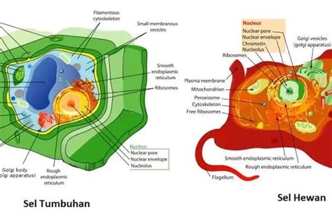 Perbedaan Sel Hewan dan Sel Tumbuhan yang Wajib Kamu Ketahui! - Harian ...