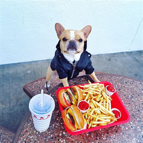 Our Favorite Traveling Dogs of Instagram - Photos - Condé Nast Traveler