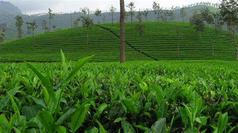 Valparai Tea Estate Free Photo Download | FreeImages