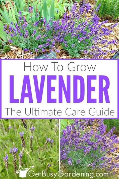 Lavender Plant Care & Complete Growing Guide - Get Busy Gardening