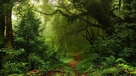 4K Ultra HD Nature's Path in Sunshine Forest by Marc Adamus