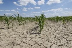 Drought tolerant crops ready for climate change | DROPS Project | Results in brief | FP7 ...