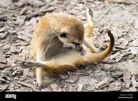 Meerkat (Suricata suricatta) in funny position Stock Photo - Alamy