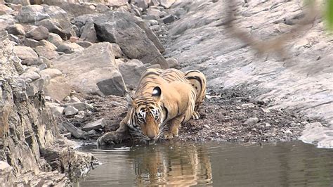 Free photo: Tiger Drinking Water - Animal, Bengal, Drinking - Free Download - Jooinn