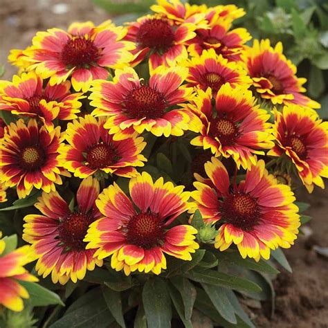 Gaillardia aristata 'Burgundy' - Van Meuwen