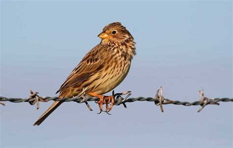 The Alluring Bunting Bird: A British Avian Gem - Glenlivet Wildlife