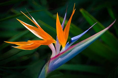 Bird of Paradise | New Floridians