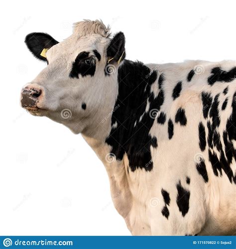 Cow isolated stock photo. Image of cattle, farming, animal - 171570822